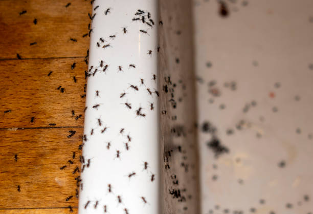 Best Local Pest Control Services  in North River Shores, FL