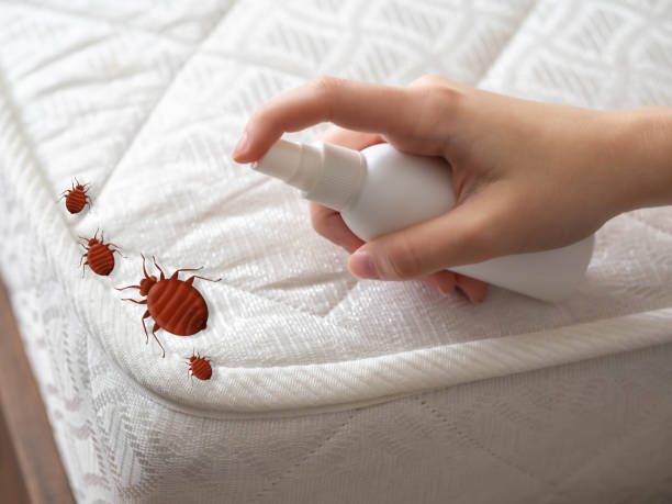 Best Insect Control  in North River Shores, FL