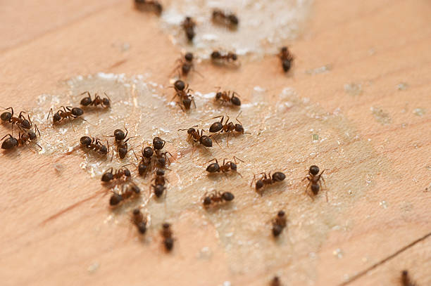 Best Exterminator Services  in North River Shores, FL