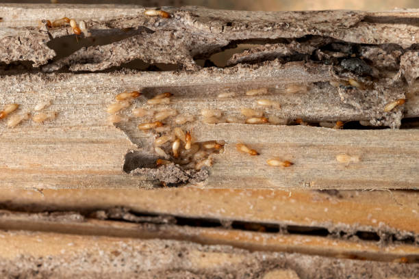Best Cockroach Control Services  in North River Shores, FL