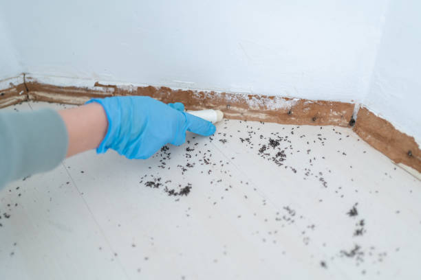 Best Termite Control Services  in North River Shores, FL